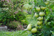 Wet green tomatoes growing in a garden. Herbs in the background.
