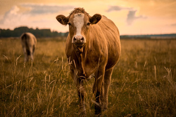 cow in sunset