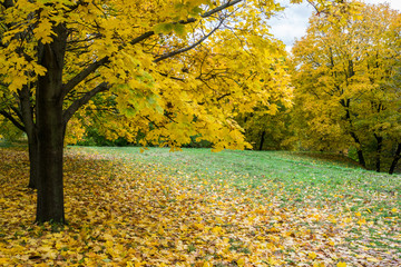 Wall Mural - yellow autumn maple trees in the park