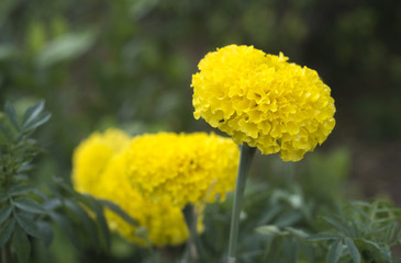 Marigold Yellow Flower field in the green garden