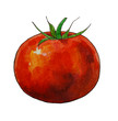Watercolor hand drawn tomato 