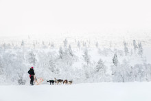 Husky Dog Sledding In Lapland, Finland