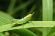 Green grasshopper on green leaf