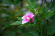 Hibiscus is thai flower