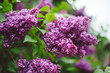 © Kate Daigneault/Stocksy - Beautiful spring lilac blossoms in the Brooklyn Botanic Garden