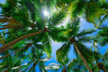 Canvas Print - palm sun top Dominican Republic