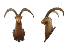 Isolated Alpine Ibex Hunting Trophy