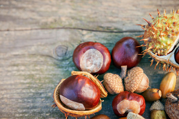 Wall Mural - Autumn background-hazelnuts and chestnuts