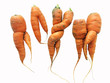Odd shaped carrots isolated on white