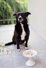 Dog Waits In Front Of Cake Stand With Crackers On It