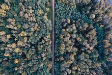 Aerial View Of Dirt Road In Forest