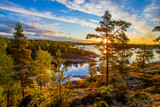 Fototapeta Natura - Russia. Karelia. Ladoga lake. The light of the sun through the trees.