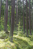 Fototapeta  - forest in bavaria