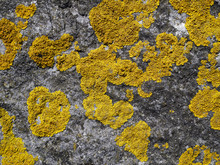 Yellow Mosses On A Rock