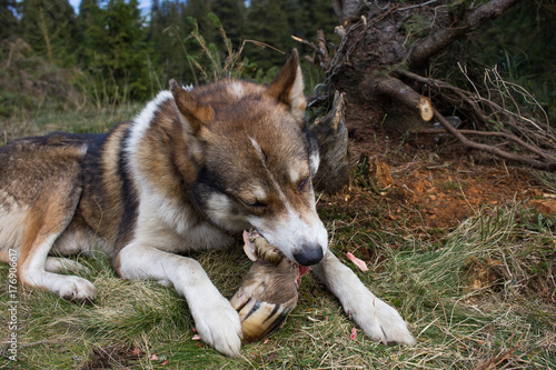 husky hunting dog