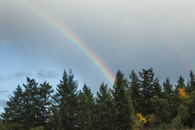 Rainbow Over Fall Trees