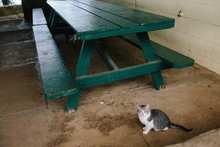 Kitten Sits Under Green Picnic Table