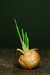 © David Smart/Stocksy - Yellow onion with green sprouts