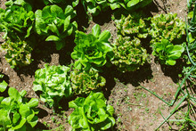 Lettuces Growing In An Orchard.
