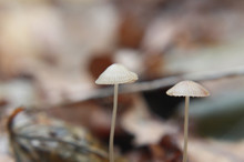 Pair Of Wild Mushrooms In The Autumn Forest