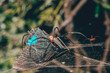 © Xunbin Pan/Stocksy - spider with butterfly caught in web