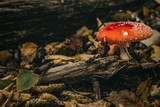 Fototapeta Lawenda - mushrooms in the woods.