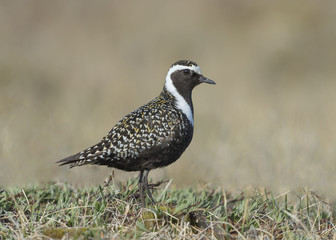 Wall Mural - American Golden-Plover