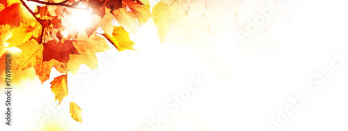 Cuadros en Lienzo Goldener Herbst auf weissem Hintergrund