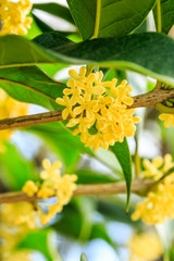 Wall Mural - Beautiful yellow osmanthus fragrans bloom in october