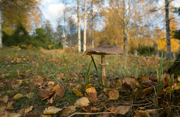 Poster - Parasol mushroom, Macrolepiota procera growing in meadow in autumn