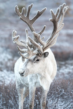 Portrait Of A Majestic White Reindeer In Its Natural Taiga Habitat On A Snowy Day. Khuvsgol, Mongolia.