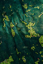 Olives In Net During Harvest