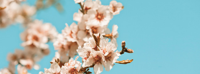 Wall Mural - Pink Flowers Blooming Peach Tree at Spring