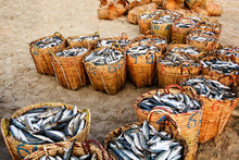 Bamboo Basket At A Traditional Fish Market On The Beach In Long Hai, Vung Tau, Vietnam. This Market Only Happens In Early Morning.