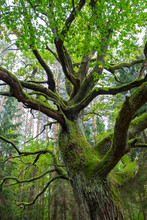 Old Oak Cowered With Green Moss In Forest.