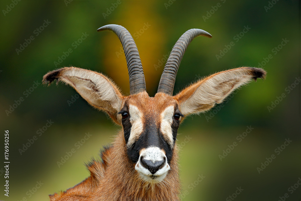 Roan antelope, Hippotragus equinus,savanna antelope found in West, Central, East and Southern Africa. Detail portrait of antelope, head with big ears and antlers. Wildlife in Africa. - obrazy, fototapety, plakaty 