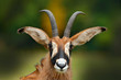 Roan antelope, Hippotragus equinus,savanna antelope found in West, Central, East and Southern Africa. Detail portrait of antelope, head with big ears and antlers. Wildlife in Africa.