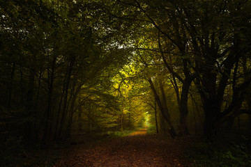 Wall Mural - footpath through the dark autumn forest to the light, seasonal landscape with copy space or as a nature background