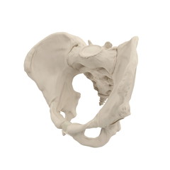 Wall Mural - Male Pelvis Skeleton on white. 3D illustration