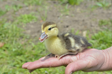 Poster - Small duckling