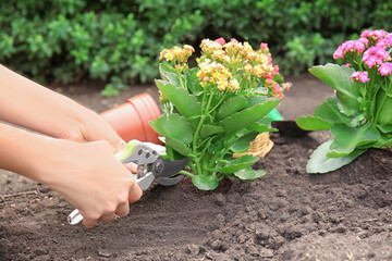 Wall Mural - Woman using pruner for flowers in garden