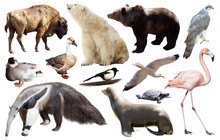 Set Of North American Animals Isolated