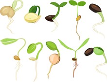 Set Of Different Plant Sprouts On White Background