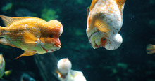 Portrait Of Flowerhead Cichild Fish Swimming In Aquarium