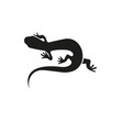 Salamander simple icon