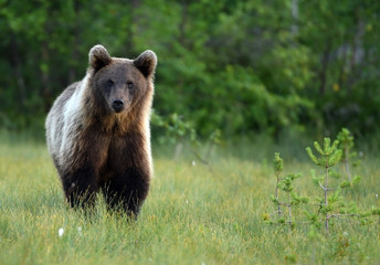 Wall Mural - Wild brown bear (Ursus arctos)