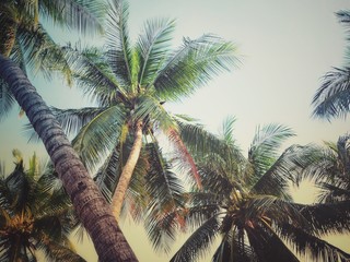 Coconut tree