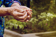 © Pavlo - Old granny's hands sow wheat