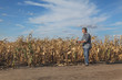 © sima - Farmer or agronomist examining corn plants in field after drought using tablet
