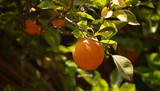 pomarańcza 